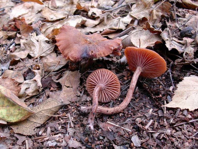 Clitocybe odora, Laccaria laccata?, Hygrocybe reae