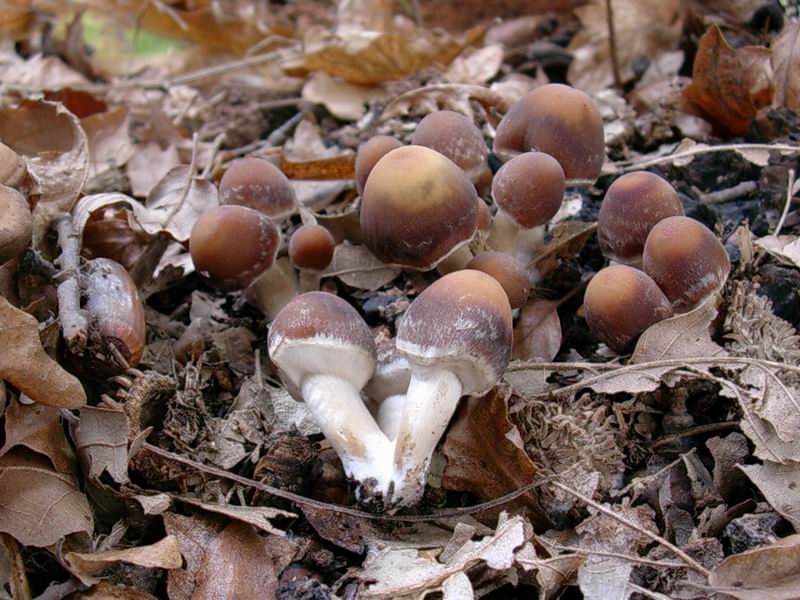 psathyrella piluliformis?? Clitocybe odora ?