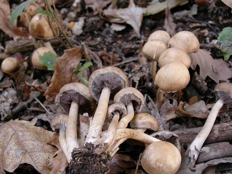 psathyrella piluliformis?? Clitocybe odora ?