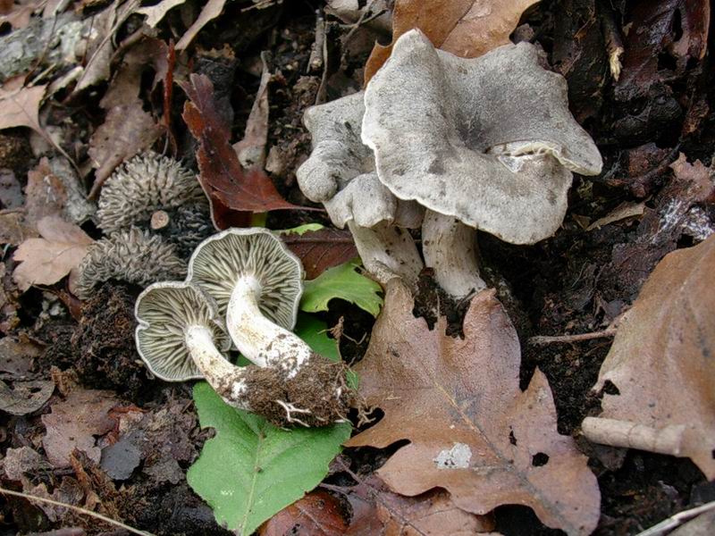 psathyrella piluliformis?? Clitocybe odora ?