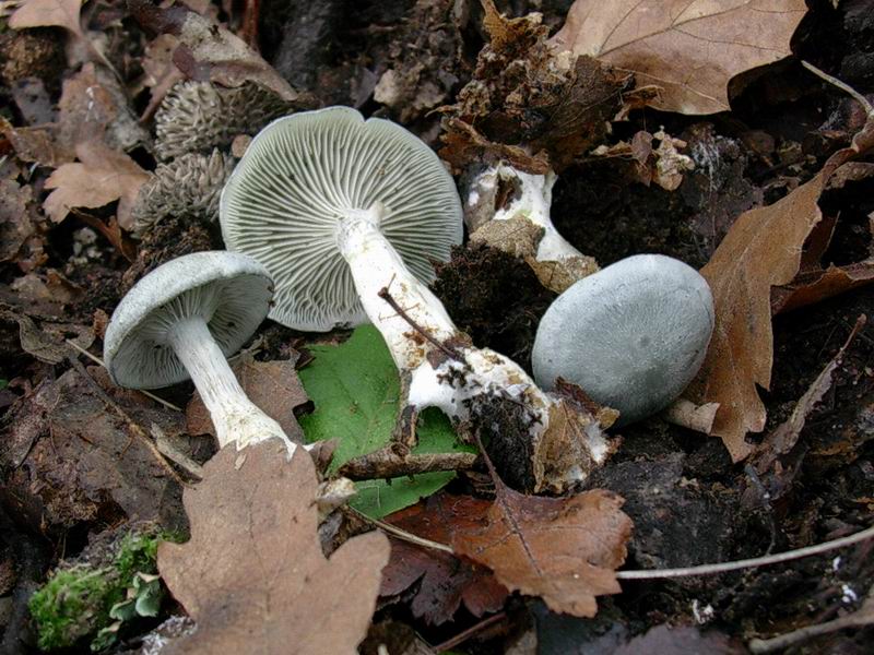 Clitocybe odora, Laccaria laccata?, Hygrocybe reae