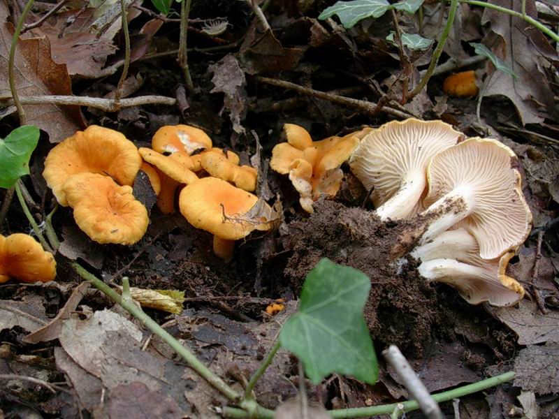 Cantharellus friesii?