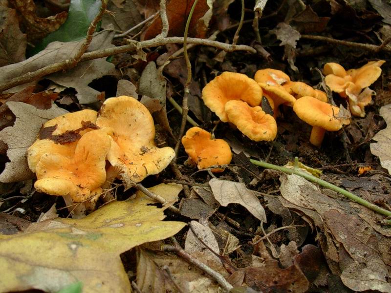 Cantharellus friesii?