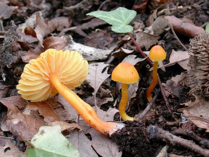 Clitocybe odora, Laccaria laccata?, Hygrocybe reae