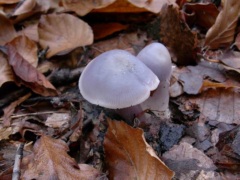 Helvella lacunosa? cantharellus tubaeformis? mycena pura?