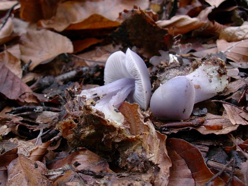 Helvella lacunosa? cantharellus tubaeformis? mycena pura?