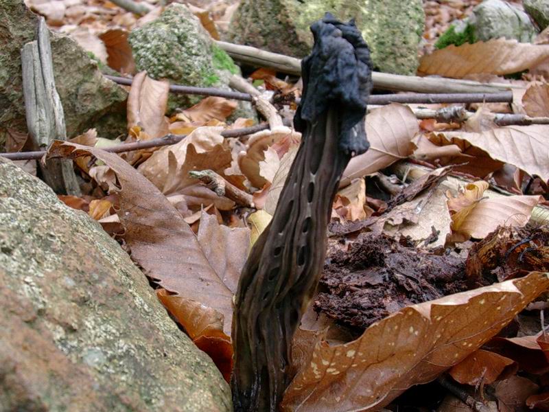 Helvella lacunosa? cantharellus tubaeformis? mycena pura?