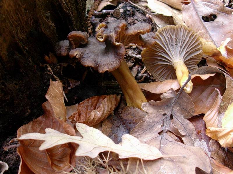 Helvella lacunosa? cantharellus tubaeformis? mycena pura?