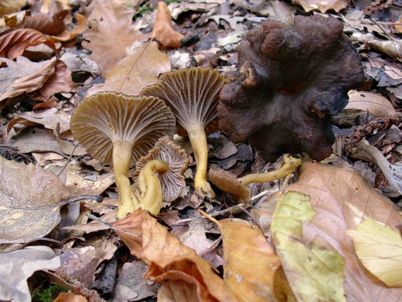 Helvella lacunosa? cantharellus tubaeformis? mycena pura?