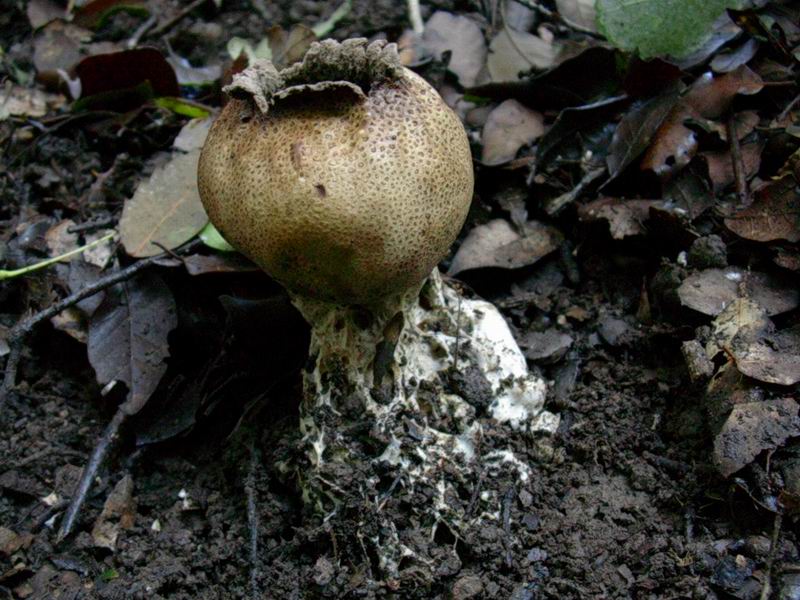 Lactarius decipiens?, Scleroderma areolatum?