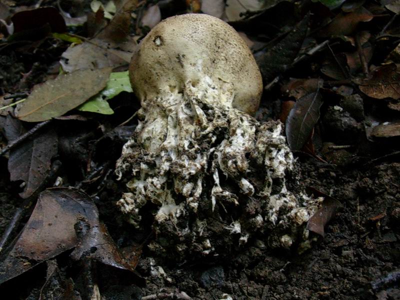 Lactarius decipiens?, Scleroderma areolatum?