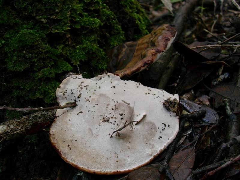 Lactarius decipiens?, Scleroderma areolatum?