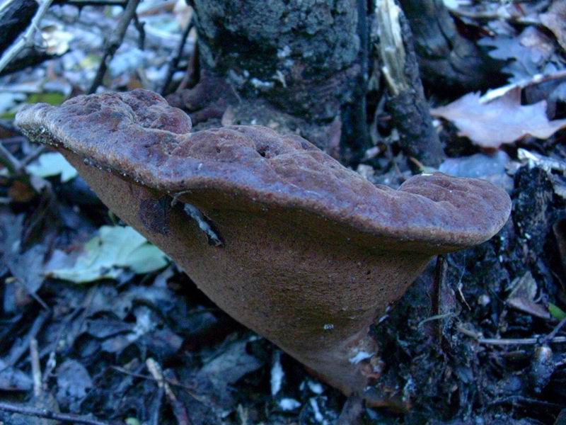 Lactarius decipiens?, Scleroderma areolatum?