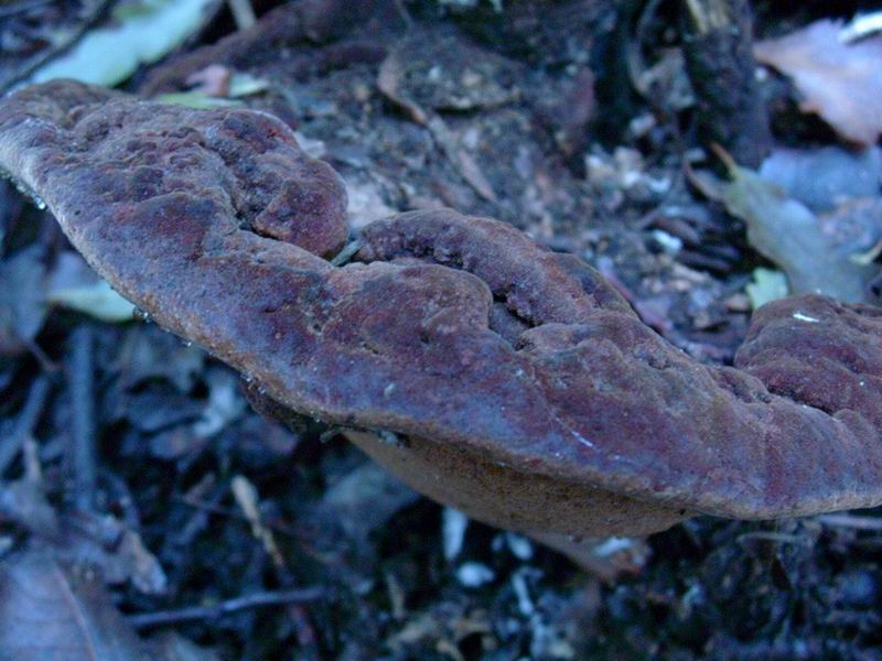 Lactarius decipiens?, Scleroderma areolatum?