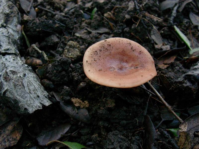 Lactarius decipiens?, Scleroderma areolatum?