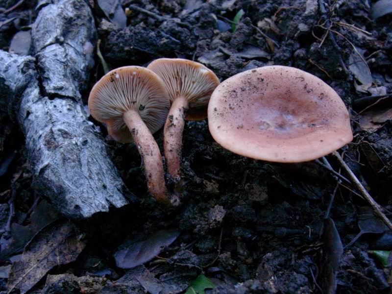 Lactarius decipiens?, Scleroderma areolatum?