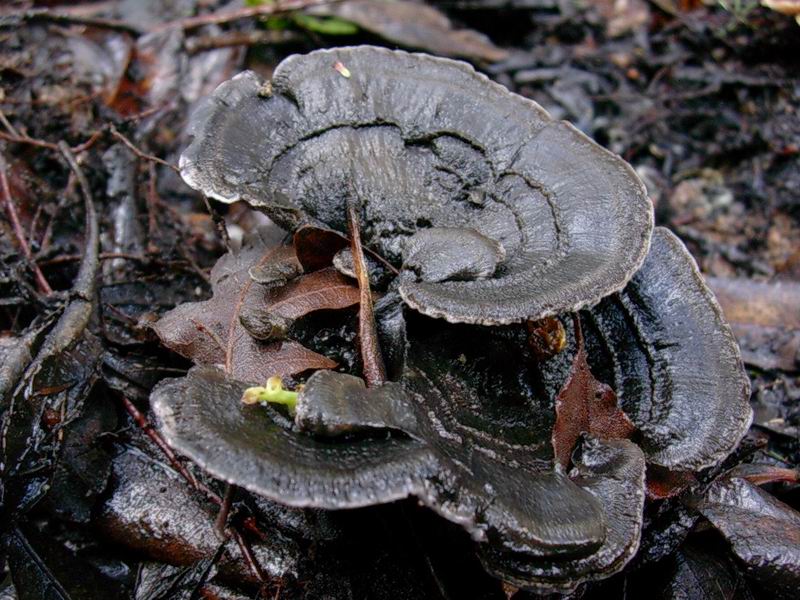 Cantharellus tubaeformis, C. lutescens, Phellodon niger