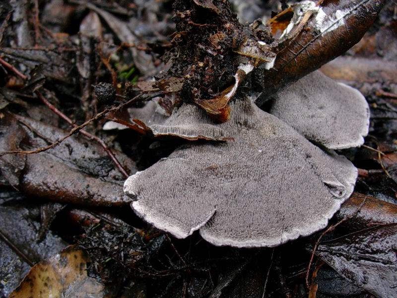 Cantharellus tubaeformis, C. lutescens, Phellodon niger