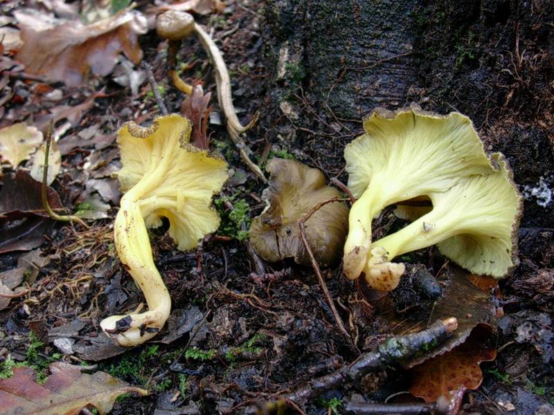 Cantharellus tubaeformis, C. lutescens, Phellodon niger