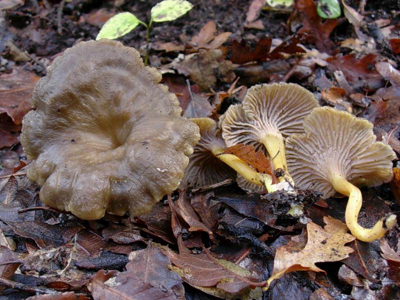 Cantharellus tubaeformis, C. lutescens, Phellodon niger