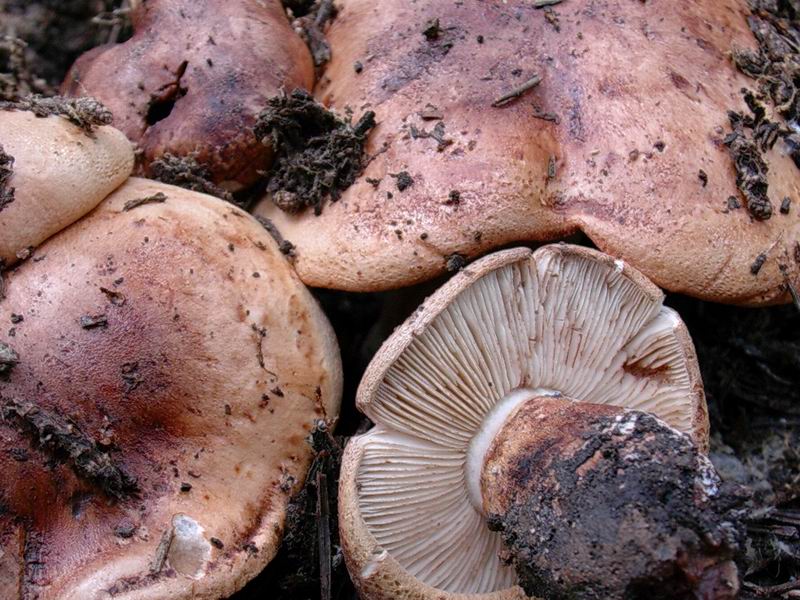 Thelephora terrestris, Otidea bufonia, Tricholoma fracticum