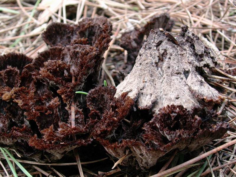 Thelephora terrestris, Otidea bufonia, Tricholoma fracticum