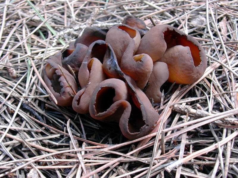 Thelephora terrestris, Otidea bufonia, Tricholoma fracticum