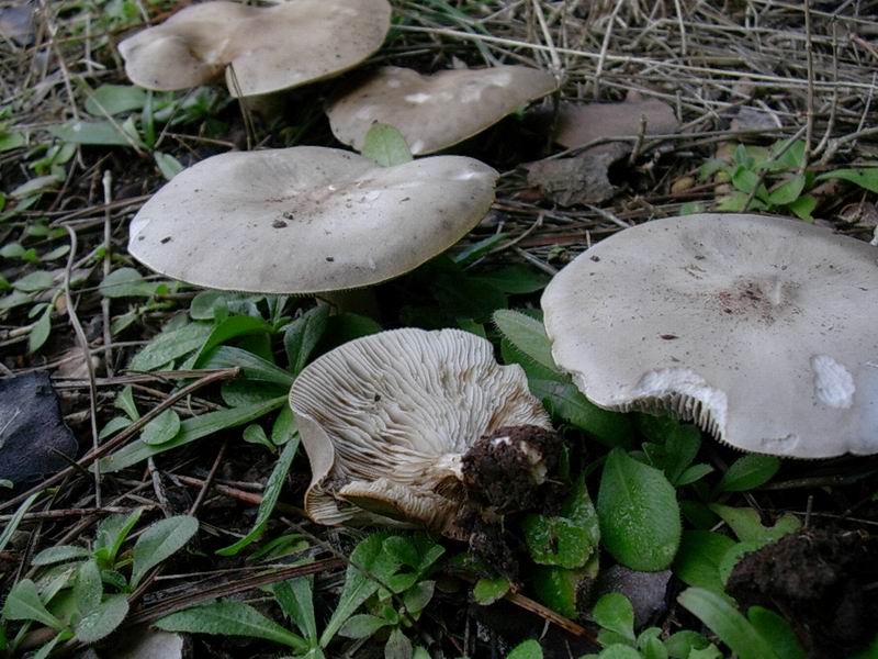 Melanoleuca sp. ?, Entoloma e Macrolepiota ??