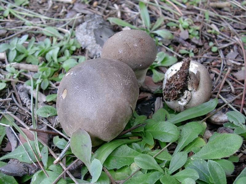 Thelephora terrestris, Otidea bufonia, Tricholoma fracticum