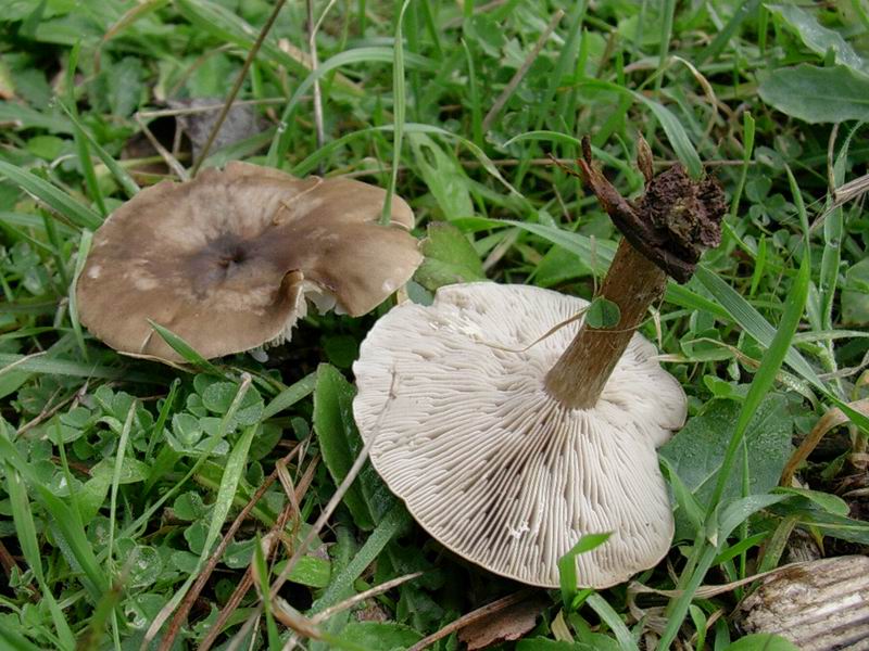 Thelephora terrestris, Otidea bufonia, Tricholoma fracticum