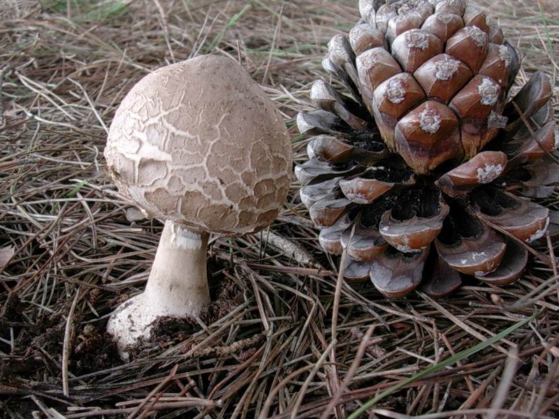 Melanoleuca sp. ?, Entoloma e Macrolepiota ??