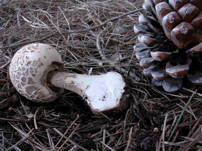 Melanoleuca sp. ?, Entoloma e Macrolepiota ??