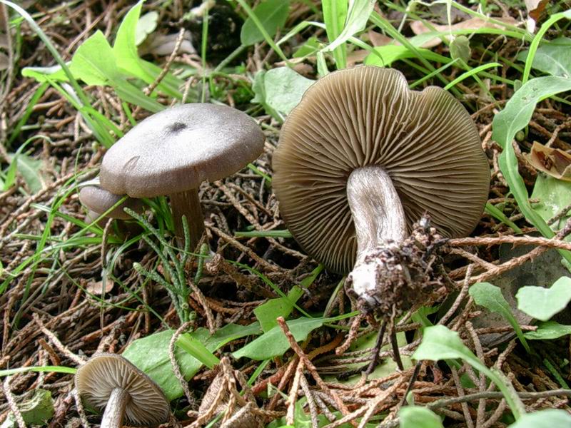 Melanoleuca sp. ?, Entoloma e Macrolepiota ??