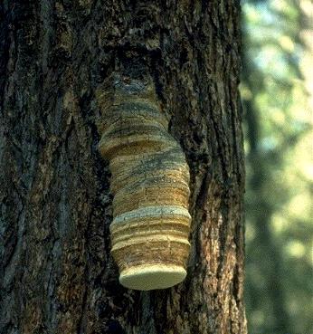 Trametes hirsuta ?