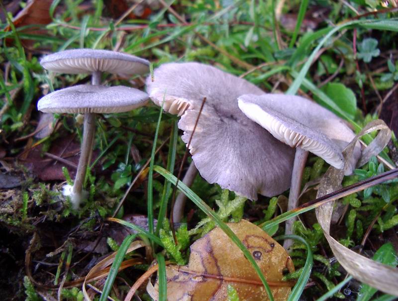 Entoloma mougeotii?? Tricholoma acerbum/roseoacerbum??