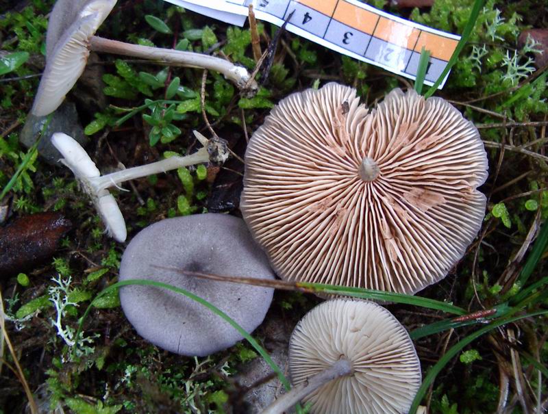 Entoloma mougeotii?? Tricholoma acerbum/roseoacerbum??