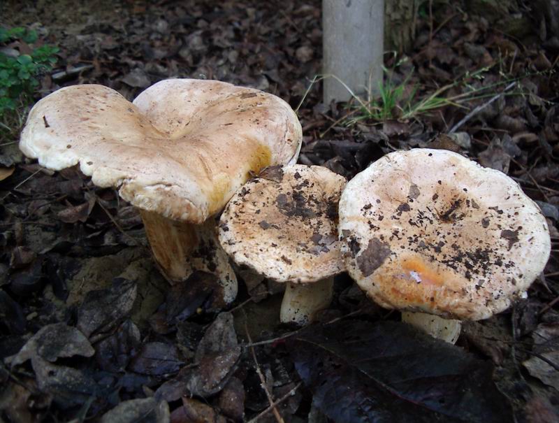 Entoloma mougeotii?? Tricholoma acerbum/roseoacerbum??