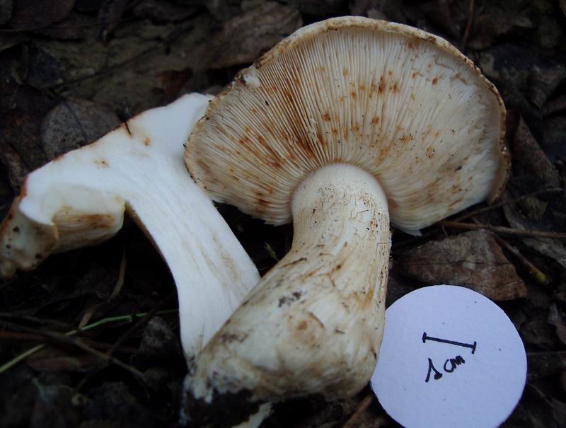 Entoloma mougeotii?? Tricholoma acerbum/roseoacerbum??