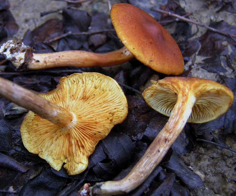 Gymnopilus penetrans ?