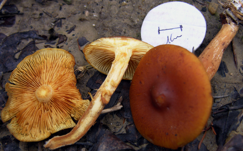 Gymnopilus penetrans ?