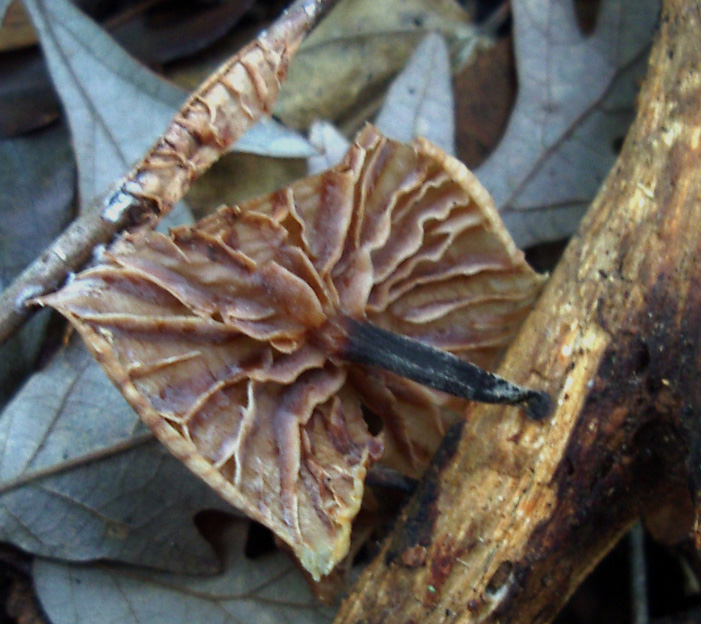 Marasmiellus foetidus