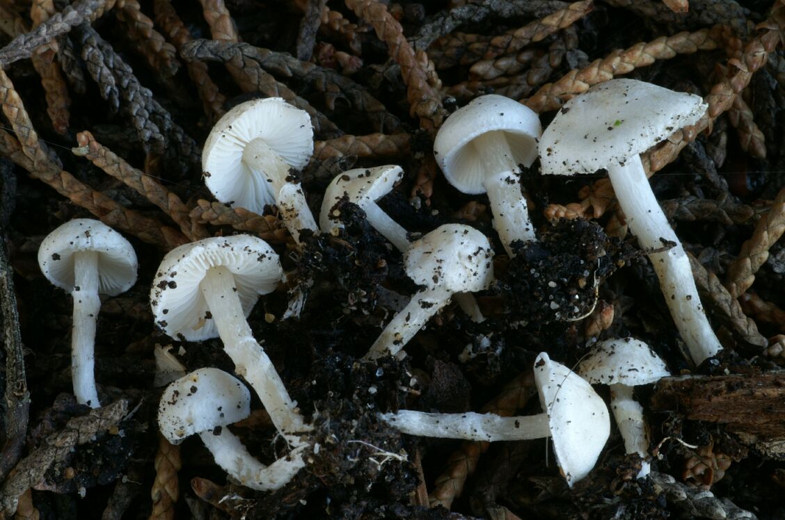 Lepiota nigrescentipes