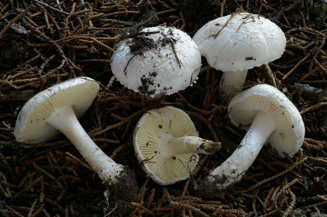 amanita singeri