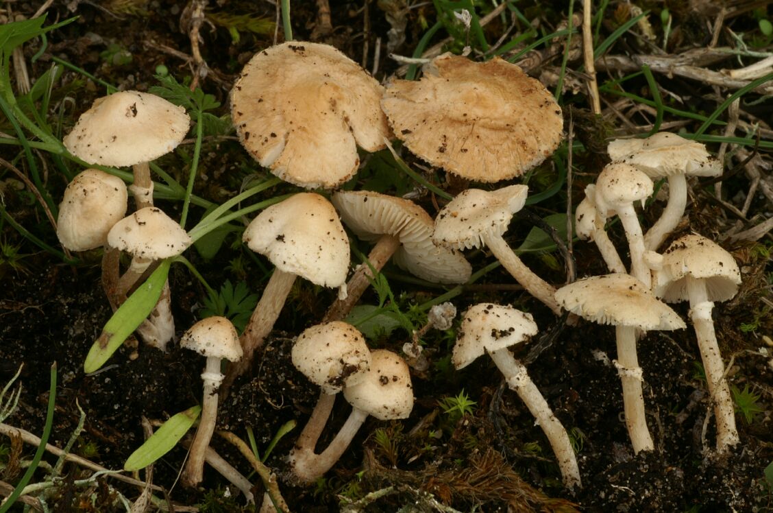 Lepiota parvannulata