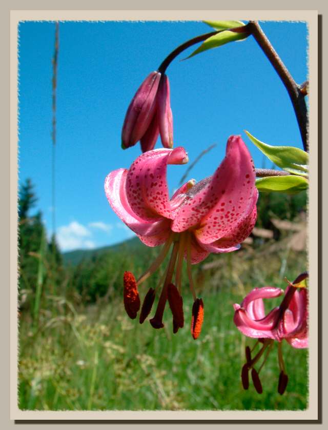 Lilium martagon / Giglio martagone