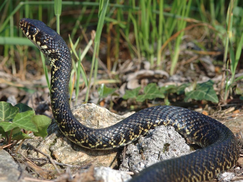 Biacco (Hierophis viridiflavus)