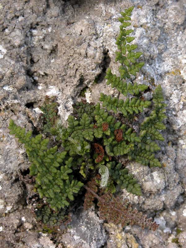 Oeosporangium persicum (=Cheilanthes persica) / Felcetta persiana