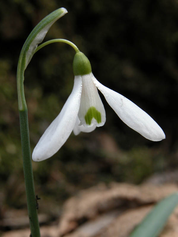 Galanthus nivalis / Bucaneve