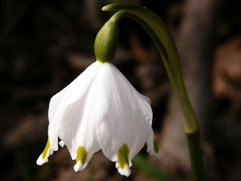 Leucojum vernum / Campanelle comuni