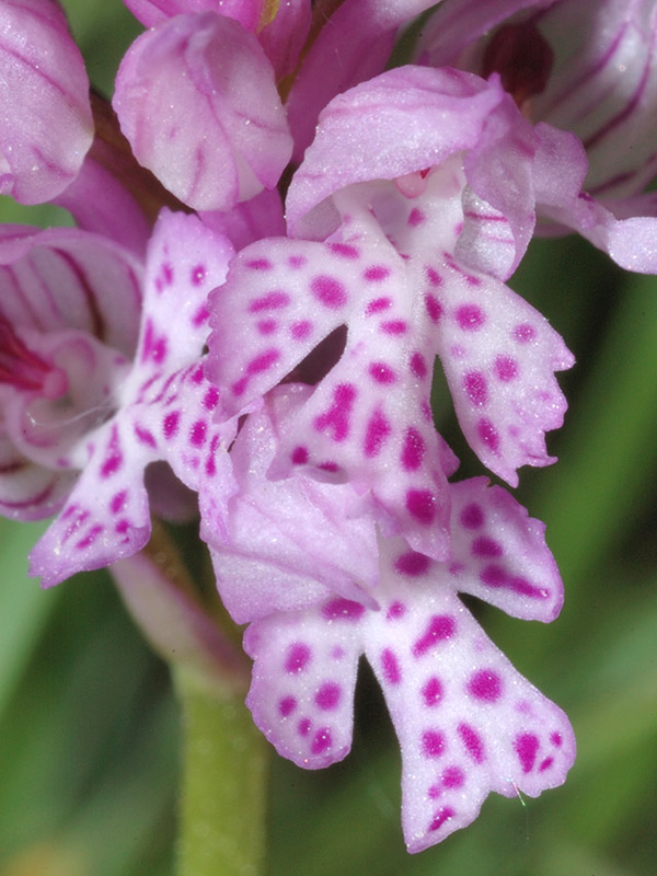 Orchis tridentata